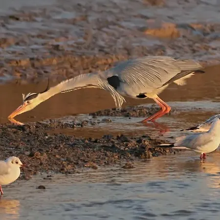Feriehus Rencontre Terre Et